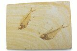 Plate of Two Fossil Fish (Diplomystus) - Wyoming #373870-1